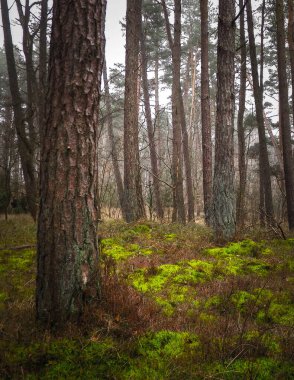 The pine forest in the coastal zone of the Baltic sea. Holidays and tourism, beautiful nature of northern Poland. clipart