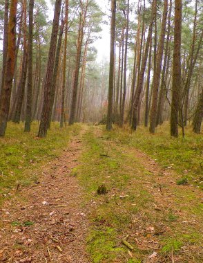Baltık Denizi 'nin kıyı bölgesindeki çam ormanlarının manzarası. Kuzey Polonya 'nın güzel doğası. Doğa ve seyahat kavramı.