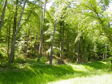 Kashubia 'daki güzel orman. Polonya. Kuzey Polonya 'nın güzel doğası.