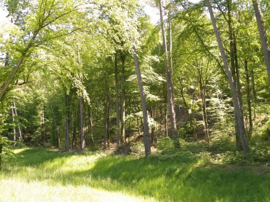 Kashubia 'daki güzel orman. Polonya. Kuzey Polonya 'nın güzel doğası.