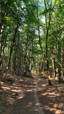 Orman manzarası. Kuzey Polonya doğası güzeli..