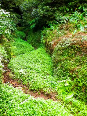 Sao Miguel iç kesimlerindeki tropikal ormanın vahşi doğası. Sao Miguel, Azores takımadalarının en büyük adasıdır. Vahşi doğanın güzelliği ve seyahat konsepti.