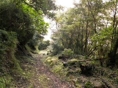 Sao Miguel iç kesimlerindeki tropikal ormanın vahşi doğası. Sao Miguel, Azores takımadalarının en büyük adasıdır. Vahşi doğanın güzelliği ve seyahat konsepti.