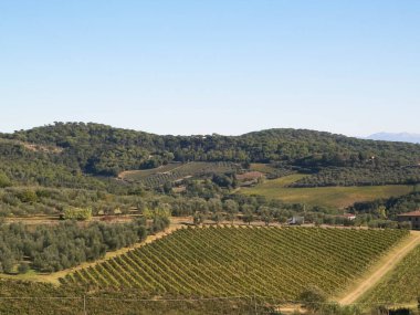 Güneşli bir günde Toskana üzüm bağlarının manzarası. Doğa ve tarım kavramı. İtalya 'da tatiller. Boşluğu kopyala.
