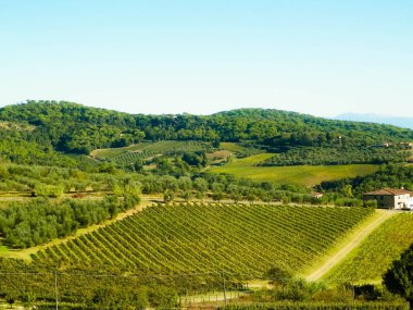 Güneşli bir günde Toskana üzüm bağlarının manzarası. Doğa ve tarım kavramı. İtalya 'da tatiller. Boşluğu kopyala.