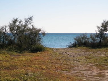 Akdeniz kıyılarındaki çürük ağaçlar, Treni kıyıları. Akdeniz doğası. Tatiller ve doğa konsepti. Mavi gökyüzünde uzayı kopyala. Vada, Toskana Bölgesi, İtalya,