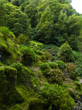 Sao Miguel Adası 'ndaki egzotik tropikal ormanda küçük bir nehir. Doğanın güzelliği.
