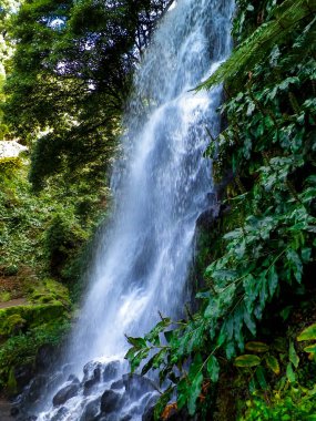 Bahçedeki nonoş Viola Wittrockiana Gams 'i kapatın. Bahçe konsepti.