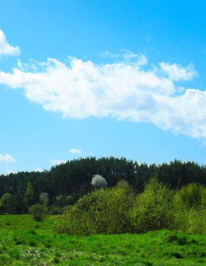 Ormandaki vahşi, yeşil çayır. Polonya 'nın Kashubia bölgesinin doğal güzelliği.