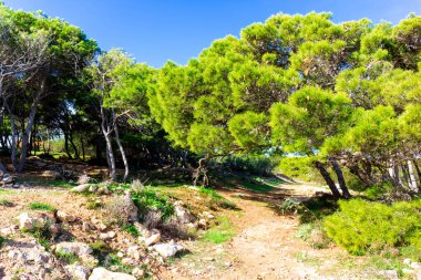 Marfa Yarımadası Malta 'daki Orman 2000 Doğa Koruma Alanı. Malta Adası 'ndaki tek orman sakini..