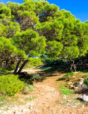 Marfa Yarımadası Malta 'daki Orman 2000 Doğa Koruma Alanı. Malta Adası 'ndaki tek orman sakini..