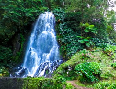 Tropikal ormanda şelale. Azores Takımadası. Sao Miguel Adası.
