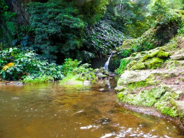 Sao Miguel Adası 'ndaki egzotik tropikal ormanda küçük bir nehir. Doğanın güzelliği.