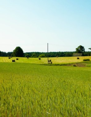 Sheaves of hay on meadow on Kashubian village. Nature and agriculture concept. clipart