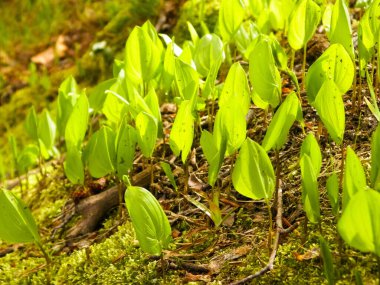Ormanda yetişen küçük yeşil bitkilere yakın. Doğa arkaplanı.