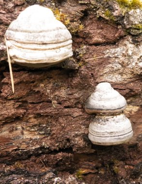 Ağaç gövdesindeki çoklu gözenekleri kapatın. Fomes fomentarius. Tinder fungus olarak da bilinir..