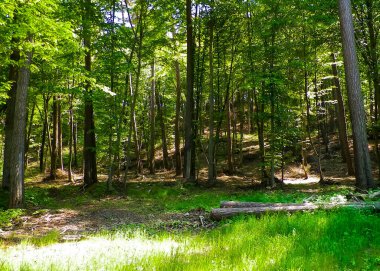Kashubia 'daki güzel orman. Polonya. Kuzey Polonya 'nın güzel doğası.