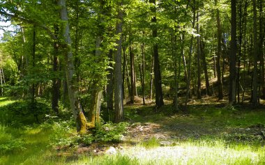 Kashubia 'daki güzel orman. Polonya. Kuzey Polonya 'nın güzel doğası.