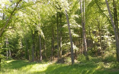 Kashubia 'daki güzel orman. Polonya. Kuzey Polonya 'nın güzel doğası.
