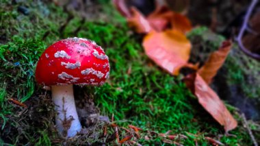 Kırmızı mantara (amanita muscaria) yakın çekim. Ormanda güzel bir mantar.