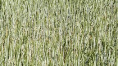 Close up of wheat plant as nature background. Nature concept. clipart