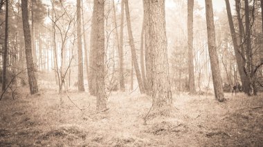 Baltık Denizi 'nin kıyı bölgesindeki çam ormanı. Tatiller ve turizm, Kuzey Polonya 'nın güzel doğası. BW soyut filtre tonu