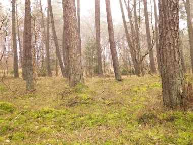 Baltık Denizi 'nin kıyı bölgesindeki çam ormanı. Tatiller ve turizm, Kuzey Polonya 'nın güzel doğası..