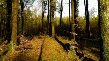 The forest awakens again after the winter break. The spring sun breaks through the trees ... Polish nature. Nature concept. clipart