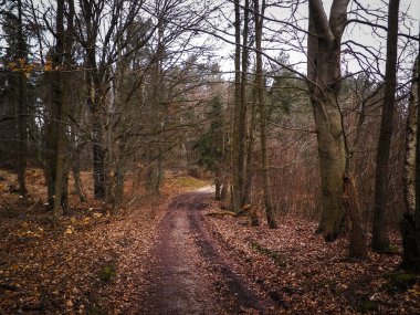 Kış tatilinden sonra orman tekrar uyanır. Bahar güneşi ağaçların arasından doğuyor Polonya doğası. Doğa konsepti.