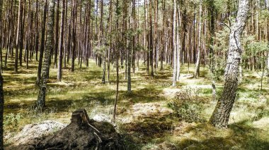 Tuchola Ormanı manzarası, Güney Kashubia, Polonya. Yaz doğası ve seyahat kavramı.
