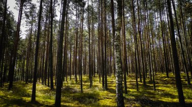 Tuchola Ormanı manzarası, Güney Kashubia, Polonya. Yaz doğası ve seyahat kavramı.