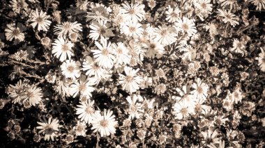 Gerbera flowers as nature background. Daisy Gerbera flowers, summer nature. BW filter toned. clipart