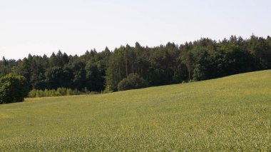 Kashubian köyündeki yeşil arazinin doğası. Doğa ve tarım kavramı.
