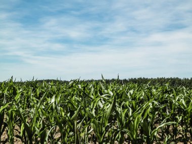 Landscape of corn field, and blue sky as a background. Nature and agriculture concept. clipart