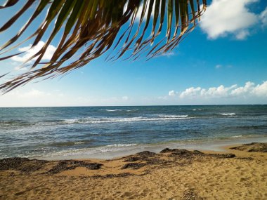 Akdeniz kıyısındaki sahil ve palmiyeler. Kıbrıs adasının egzotik doğası.