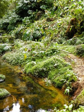 Egzotik ormanda küçük bir nehir. Azores Takımadası. Sao Miguel Adası.