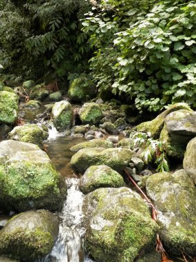 Egzotik ormanda küçük bir nehir. Azores Takımadası. Sao Miguel Adası.