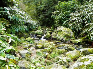 Egzotik ormanda küçük bir nehir. Azores Takımadası. Sao Miguel Adası.
