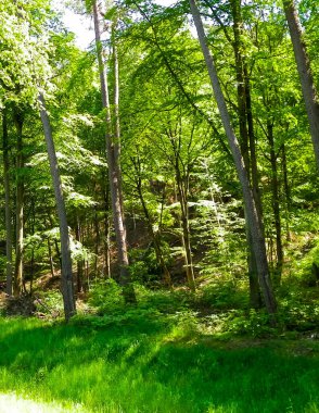 Kashubia 'daki güzel orman. Polonya. Kuzey Polonya 'nın güzel doğası.