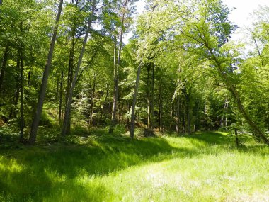 Kashubia 'daki güzel orman. Polonya. Kuzey Polonya 'nın güzel doğası.