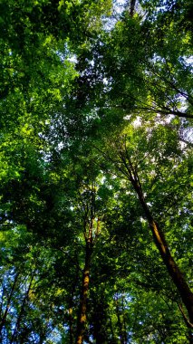 Doğal bir arka plan olarak yeşil dallar. Kopyala uzayı, vahşi orman.
