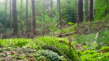 Vahşi ormandaki yosunları ve çöpleri kapatın. Kuzey Polonya.