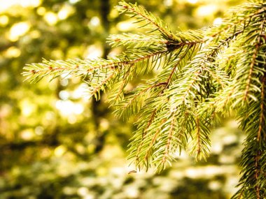 Spruce şubesinin kapağı. Boşluğu kopyala, doğa kavramı.