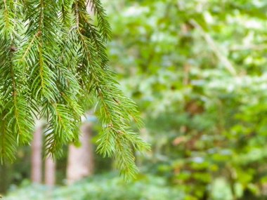 Forest background. Close-up of spruce branches. NAture concept. Copy space on blur.