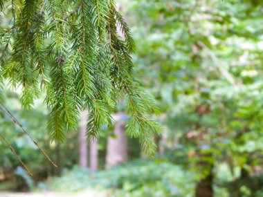 Forest background. Close-up of spruce branches. NAture concept. Copy space on blur.