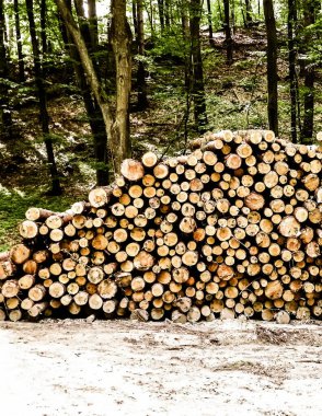 Kereste yığını. Orman kesme, çevre koruma kavramı.