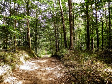 Yeşil ormanda yol. Yaz ormanı manzarası. Kuzey Polonya doğası. Seyahat ve doğa kavramı.