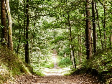 Yeşil ormanda yol. Yaz ormanı manzarası. Kuzey Polonya doğası. Seyahat ve doğa kavramı.