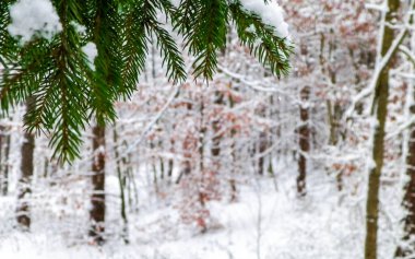 Kışın başlangıcı - ladin ağacının dalında taze kar.