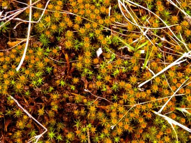 Close-up of forest moss and lichen. The beauty of nature as a background.